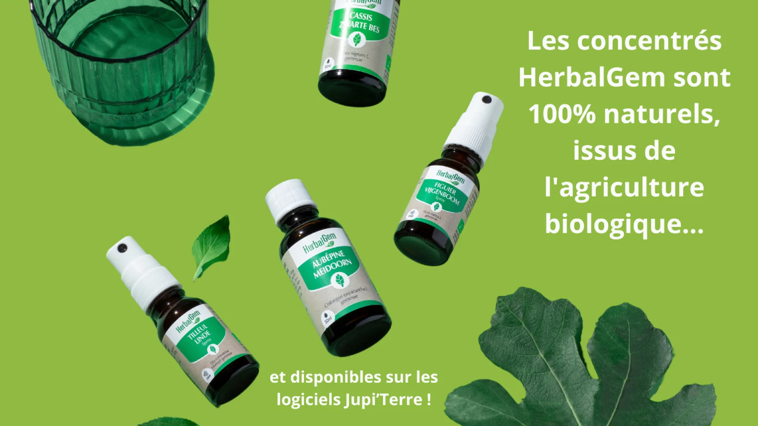 Herbalgem : les concentrés sont 100% naturel